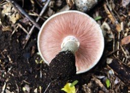 champignon_med_hr