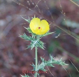 chardon---argemone-mexicana_med_hr