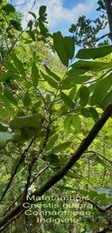 Cnestis glabra- Mafatambois- Connaraceae- I