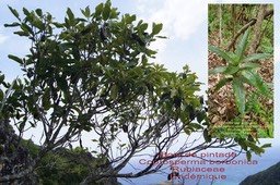 Coptosperma borbonica