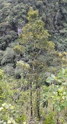 Corce blanc ou Bois de bassin -