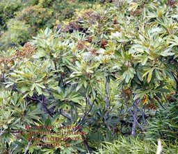 Cossinia pinnata-2
