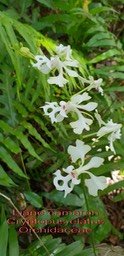 Cryptopus elatus - Liane camaron