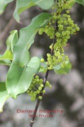 Danais fragrans- les fruits