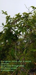 Danais fragrans