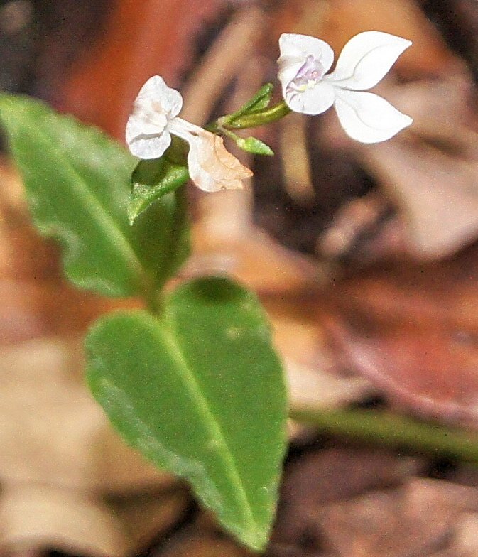Disperis sp-Orchidacée (1)
