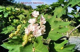 dombeya-acutangula_med_hr