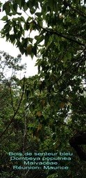 Dombeya populnea- Bois de senteur bleu