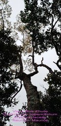 Erythroxylon hypericifoium- Vieux specimen