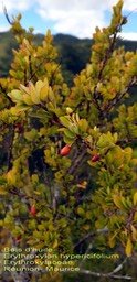 Erythroxylon hypericifolium