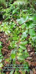 Erythroxylon sideroxyloides