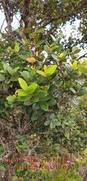 Eugenia buxifolia