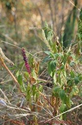 faux-vin-ou-phytolaque--_med_hr