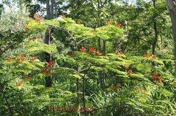 flamboyant---delonix-regia-_med_hr