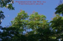 flamboyant-jaune-ou-palissa_med_hr