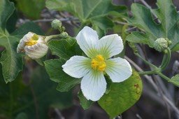 fleur-du-calebassier-sauvag_med_hr