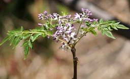 fleur-du-margosier-ou-lilas_med_hr