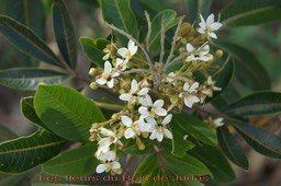 fleurs-du-bois-de-judas_med_hr