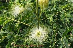 fleurs-du-bois-noir_med_hr