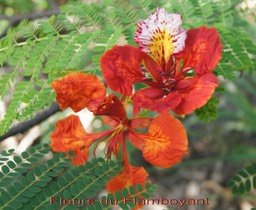 fleurs-du-flamboyant--_med_hr