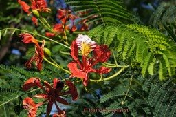fleurs-du-flamboyant_med_hr