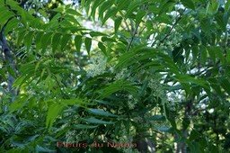 fleurs-du-neem_med_hr