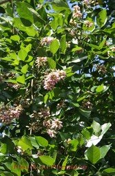 fleurs-du-pongame-2_med_hr