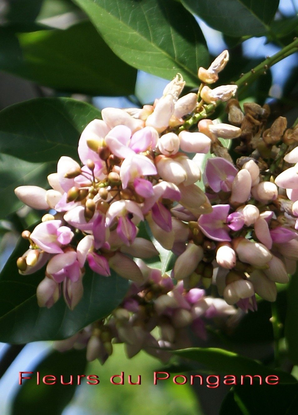 fleurs-du-pongame-3_med_hr