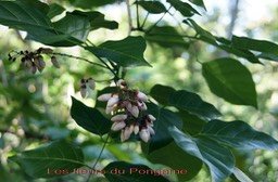 fleurs-du-pongame_med_hr
