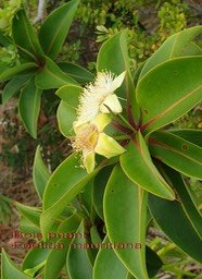 Foetida mauritiana