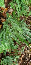 Fougère- Adiantum hispidulum