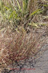 herbe-deugene-ou-herbe_med_hr