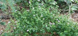 herbe-le-rail---azystasia_med_hr