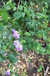 herbe-le-rail--2_med_hr