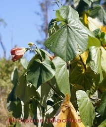 hibiscus-tiliaceus_med_hr