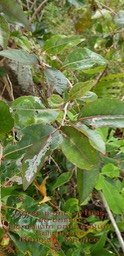 Homalium paniculatum- Corce blanc ou Bois de bassin- Salicaceae- BM