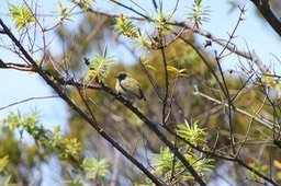 IMG_6530