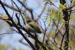IMG_6537
