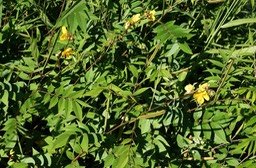 indigo--senna-occidendalis-_med_hr