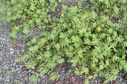 jean-robert---euphorbia_med_hr