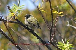 Jeune Oiseau lunette vert