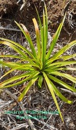 Jeune Pandanus sylvestris