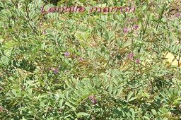 lentille-marron-avec-fleurs_med_hr
