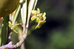 Liane Bois d'olive- Fleurs