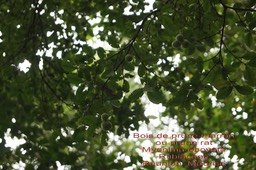 Myonima obovata-
