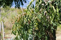 neem--azadirachta--indica-_med_hr