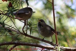 Oiseau blanc- Scène de vie-Piste Piton de l'eau Textor