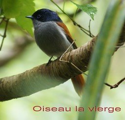 Oiseau la vierge-3-Grand Etang