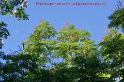 palissandre-de-rio--_med_hr