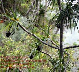 Pandanus sylvestris- Petit pimpin- Pandanaceae- B